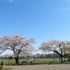 武蔵野中央公園　桜・菜の花も綺麗（東京都武蔵野市）