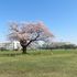 武蔵野中央公園　桜・菜の花も綺麗（東京都武蔵野市）