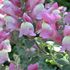 Antirrhinum hispanicum