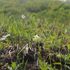 【白馬五竜高山植物園】かたくり苑開花情報⑤