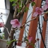 憧れの桜の鉢植え