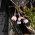 憧れの桜の鉢植え