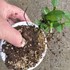 小盆栽『クチナシ』　目標は播種栽培