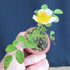 バラ　「一鉢一花のミニ盆栽」