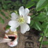 バラ　「一鉢一花のミニ盆栽」