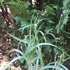 矢車菊撒いてみました🌱