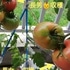 トマト１号🍅種から水耕栽培