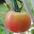 トマト１号🍅種から水耕栽培