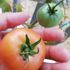 トマト１号🍅種から水耕栽培
