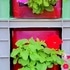 タテニワ・垂直栽培　100均ボックスでペチュニア栽培（終了）