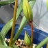 原種チューリップ「シルベストリス」を育てる