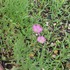 種まきなしで毎年２回咲く矮性、ピンク色のカスミ草