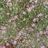 種まきなしで毎年２回咲く矮性、ピンク色のカスミ草
