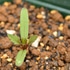 マリーゴールド『ストロベリーブロンド』を種から育てる