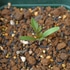 マリーゴールド『ストロベリーブロンド』を種から育てる