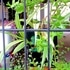 タテニワ・垂直栽培　百均ＣＤボックスで斑入り紫蘭栽培（終了）