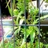 タテニワ・垂直栽培　百均ＣＤボックスで斑入り紫蘭栽培（終了）