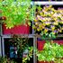 タテニワ・垂直栽培　収納ボックスでMin・スイートチャリオット栽培