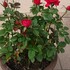 コルダーナのミニ薔薇は一年でどれだけ成長するのか？☆2019年5月から