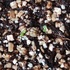 2019年ペチュニアの種まき5月リベンジ