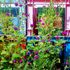 タテニワ・垂直栽培　100均ボックスで千日紅栽培Ⓡ（終了）