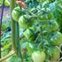 ミニトマトの実生栽培
