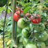 ミニトマトの実生栽培