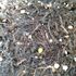 チューリップ 鉢植え 密植