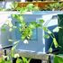 タテニワ・垂直栽培　収納ボックスで茎ブロッコリー栽培Ⓡ（終了）