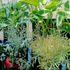 タテニワ・垂直栽培　収納ボックスで茎ブロッコリー栽培Ⓡ（終了）