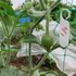 生姜は里芋との混植で良く育つか？Ver.2021　＋α（スイカの天空栽培）