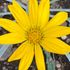 シルバーリーフのガザニアを種から開花まで目指す♪