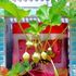 タテニワ・垂直栽培　100均ボックスでイチゴ栽培