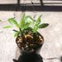 Adenium obesum種まきチャレンジ