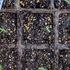リナリアの種からのベランダ栽培2021-2023