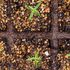 リナリアの種からのベランダ栽培2021-2023