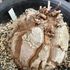 アフリカ亀甲竜の栽培　パート2