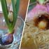 ミニチューリップを冬にグラスで咲かせたい🌷