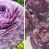 Ranunculus Elegance® Malva