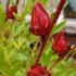 ローゼルを楽しみつくしたい🎵花も実も紅葉もハイビスカスティーまで🎵