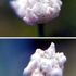 fin：シラタマホシクサ実生で開花を繋げられるか😊