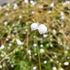 fin：シラタマホシクサ実生で開花を繋げられるか😊