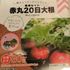 100均の土と種のセットで赤丸２０日大根を育てる
