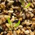 オトンナ・クラビフォリアを種子から育てる‼️