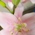 ピンクの百合が欲しいから、八重咲きのスカシユリを育ててみる。2022～2023(終了)