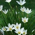 白く浮かぶ花、タマスダレ