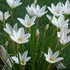 白く浮かぶ花、タマスダレ