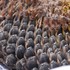 種を採るヒマワリ「春りん蔵」採種まで～Ⅴ