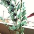不思議な青い花　イキシア　ビリディフローラ