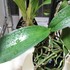 胡蝶蘭を植え込み材なしで育ててみる